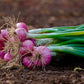 Bulk Red Onion Sets 4 Lbs. Non-GMO Red Baron Variety 400+ Bulbs