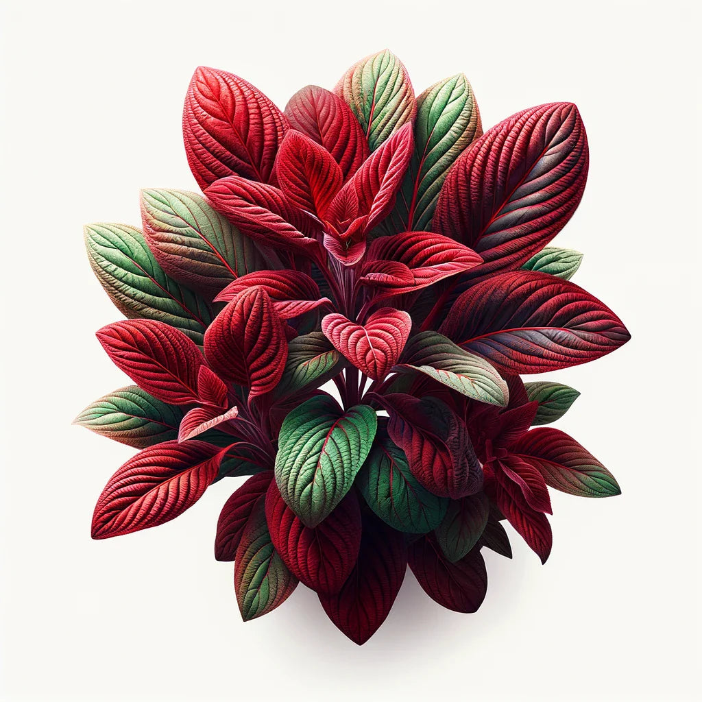 Red Amaranth Seeds (4x)