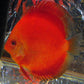 Super Red Discus