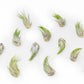 Tillandsia Ionantha Scaposa Air Plants