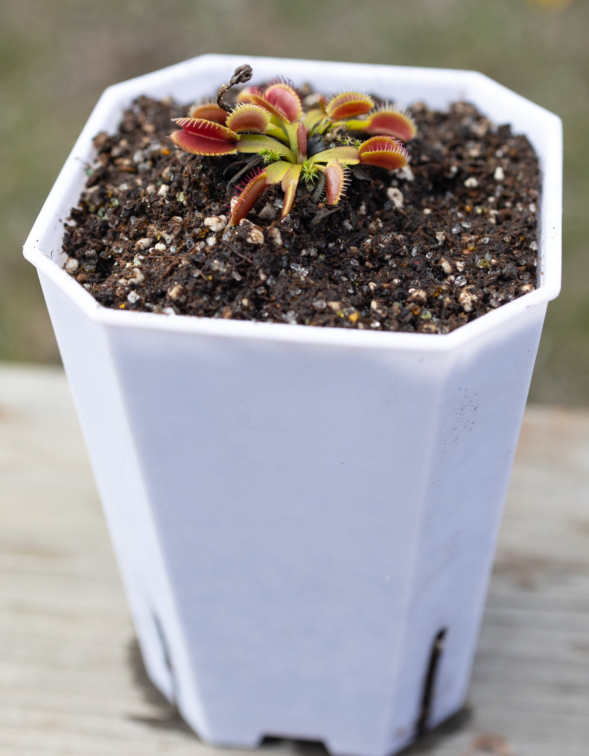 Venus Flytrap Repotting Kit - Premium Venus Flytrap Soil With Planters 3.5X3.5X4.8