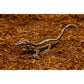 ReptiEarth Breeder Blocks and Bundles