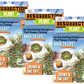 Resurrection Plant -  Multipack of 3