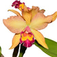 Rhyncholaeliocattleya Nikole Portilla
