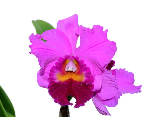 Rhyncholaeliocattleya Amazone Baby