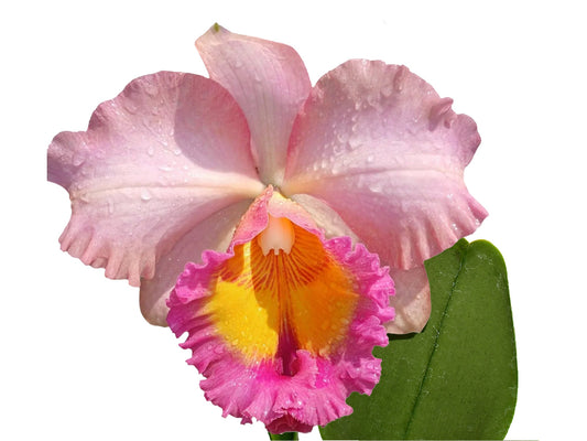 Rhyncholaeliocattleya Edison Lojano