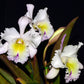 Rhyncholaeliocattleya Grace Carmen Tolentino