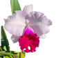 Rhyncholaeliocattleya Izumi Carol