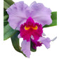 Rhyncholaeliocattleya Izumi Carol