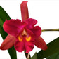 Rhyncholaeliocattleya Kiat Tan