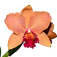 Rhyncholaeliocattleya Kiat Tan