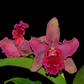Rhyncholaeliocattleya Maria Ingle