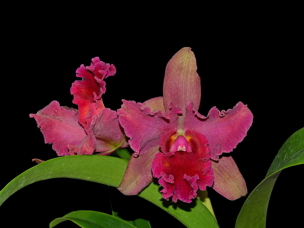 Rhyncholaeliocattleya Maria Ingle