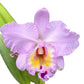 Rhyncholaeliocattleya Napo