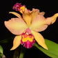 Rhyncholaeliocattleya Nikole Portilla