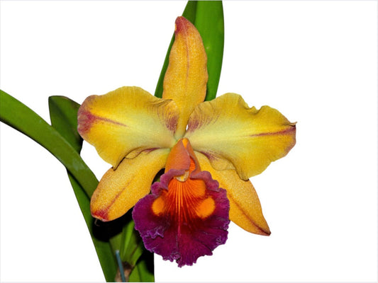 Rhyncholaeliocattleya Tainan Gold 'Orchis'