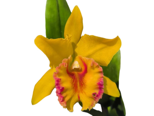 Rhyncholaeliocattleya Ximena Vintimilla