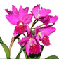 Rhyncholaeliocattleya Ximenita Vintimilla