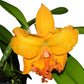 Rhyncholaeliocattleya Zamora