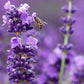 Live Munstead Lavender Plant for Garden Aromatherapy Growing