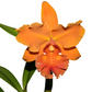 Rhyncholaeliocattleya Zamora