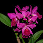 Rhyncholaeliocattleya Ximenita Vintimilla