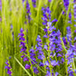 250 NATIVE MIX Beardtongue PENSTEMON Grandiflorus, Strictus, Cobaea, Palmeri, Digitalis, Pallidus - Pink White Blue Purple Flower Seeds