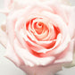 I Am Blessed Trio Set - Blue Lotus and Rose Flower Elixir - Roller Bottle, Drops and Body Spray