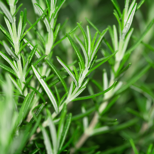 Rosemary Seeds