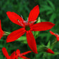 20 ROYAL RED CATCHFLY Hummingbird & Endangered Native Flower Silene Regia Seeds