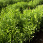 100 RED LENTIL Lens Culinaris Vegetable Seeds