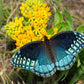 10 Bright YELLOW MILKWEED Butterfly Weed Asclepias Tuberosa Monarch Flower Seeds
