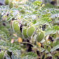 100 RED LENTIL Lens Culinaris Vegetable Seeds