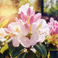 50 Rosebay RHODODENDRON Maximum White Pink Laurel Bush Shrub Flower Seeds