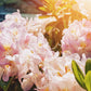 50 Rosebay RHODODENDRON Maximum White Pink Laurel Bush Shrub Flower Seeds