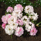 50 Rosebay RHODODENDRON Maximum White Pink Laurel Bush Shrub Flower Seeds