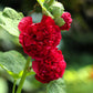 25 SCARLET DOUBLE Red HOLLYHOCK Alcea Rosea Flower Seeds Perennial