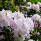 50 Rosebay RHODODENDRON Maximum White Pink Laurel Bush Shrub Flower Seeds