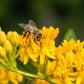 10 Bright YELLOW MILKWEED Butterfly Weed Asclepias Tuberosa Monarch Flower Seeds