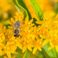 10 Bright YELLOW MILKWEED Butterfly Weed Asclepias Tuberosa Monarch Flower Seeds