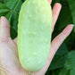 50 WHITE WONDER CUCUMBER Fruit Cucumis Sativus Seeds