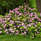 50 Rosebay RHODODENDRON Maximum White Pink Laurel Bush Shrub Flower Seeds
