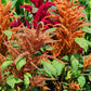 100 Pastel AUTUMNS TOUCH AMARANTHUS Cruentus Bronze Coral Apricot Flower Seeds