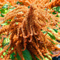 100 Pastel AUTUMNS TOUCH AMARANTHUS Cruentus Bronze Coral Apricot Flower Seeds