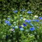 150 NIGELLA Sativa BLACK CUMIN Spice Black Caraway Fennel Flower Herb Seeds