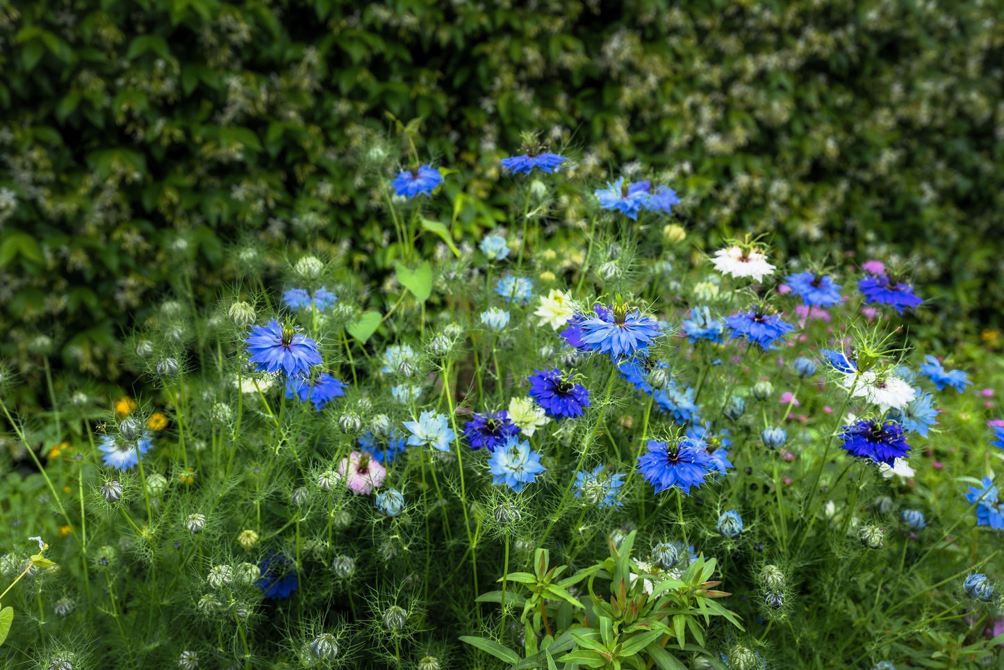 150 NIGELLA Sativa BLACK CUMIN Spice Black Caraway Fennel Flower Herb Seeds