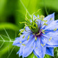 150 NIGELLA Sativa BLACK CUMIN Spice Black Caraway Fennel Flower Herb Seeds