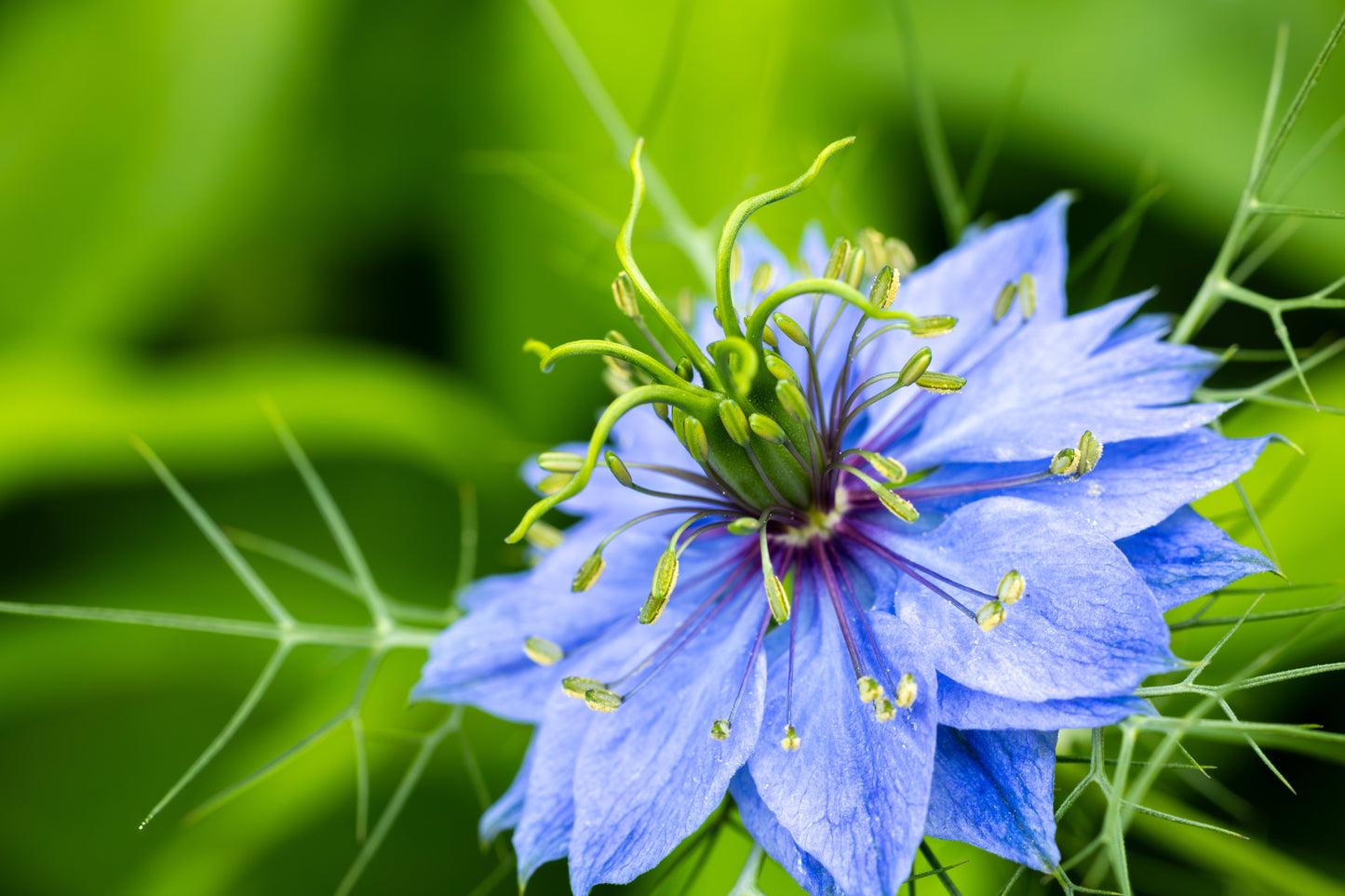 150 NIGELLA Sativa BLACK CUMIN Spice Black Caraway Fennel Flower Herb Seeds