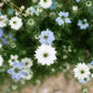 150 NIGELLA Sativa BLACK CUMIN Spice Black Caraway Fennel Flower Herb Seeds