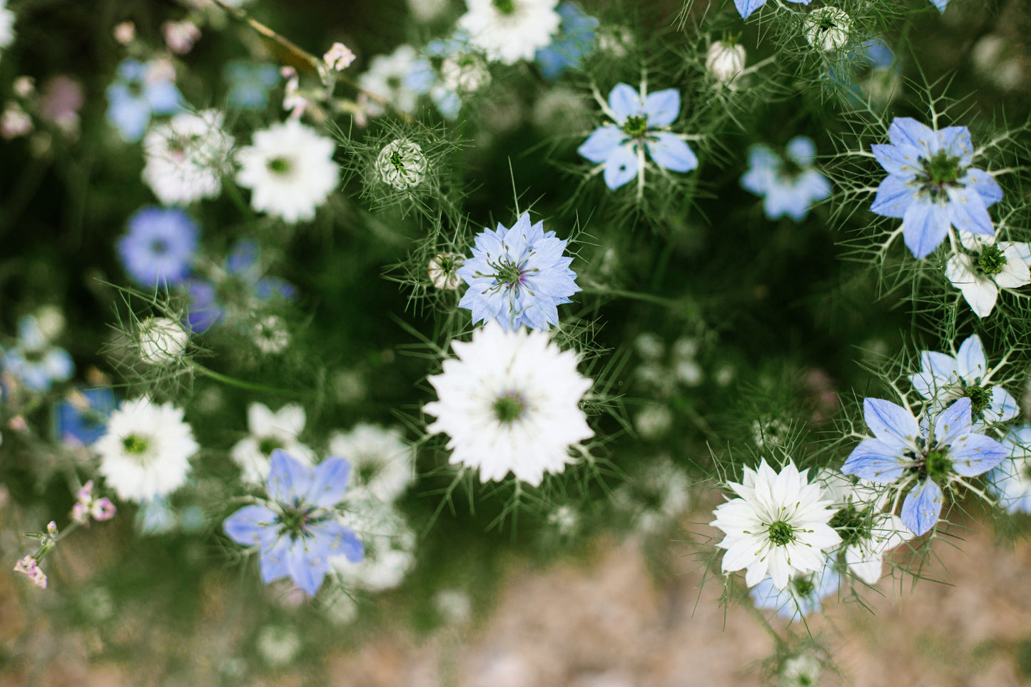 150 NIGELLA Sativa BLACK CUMIN Spice Black Caraway Fennel Flower Herb Seeds